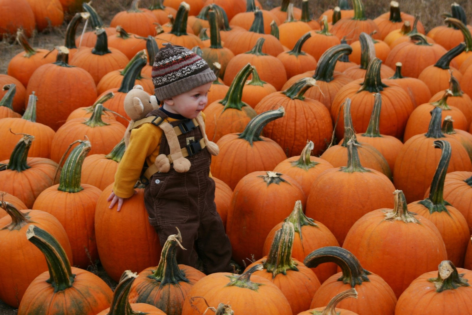 A toddler in a knit cap explores rows of orange pumpkins at a local pumpkin patch
